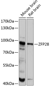 ZFP28 Antibody