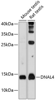 DNAL4 Antibody