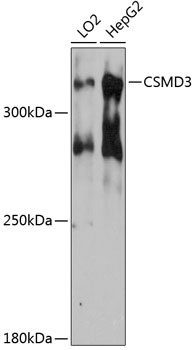 CSMD3 Antibody