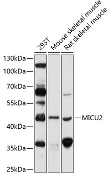 MICU2 Antibody