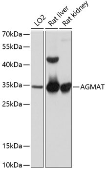 AGMAT Antibody