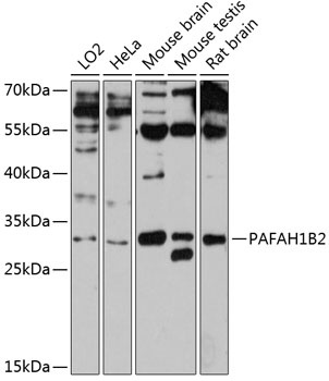 PAFAH1B2 Antibody