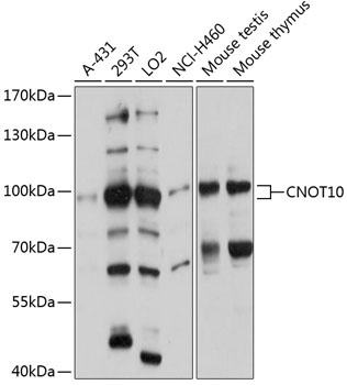 CNOT10 Antibody