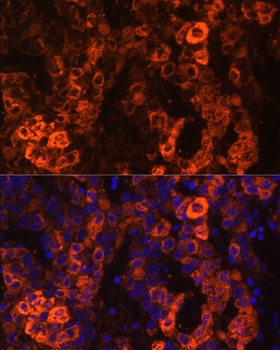 BHMT Antibody