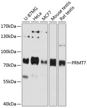 PRMT7 Antibody