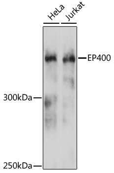 EP400 Antibody