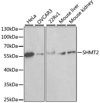 SHMT2 Antibody