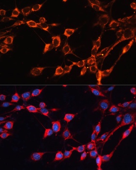 SLC25A24 Antibody