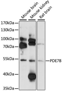 PDE7B Antibody