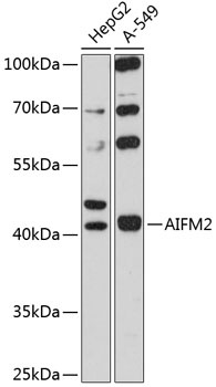 AIFM2 Antibody