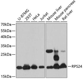 RPS24 Antibody