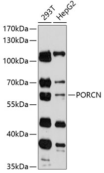 PORCN Antibody