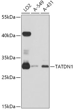 TATDN1 Antibody