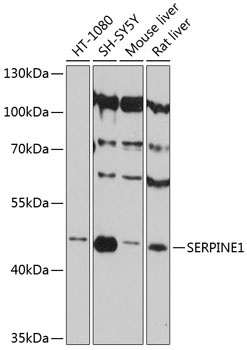 SERPINE1 Antibody