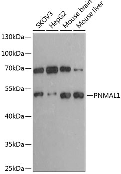 PNMAL1 Antibody