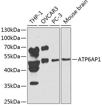 ATP6AP1 Antibody