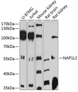 NAP1L2 Antibody