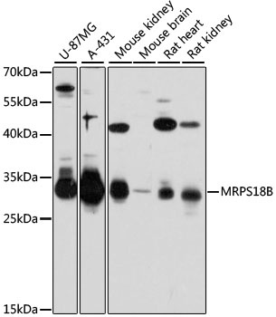 MRPS18B Antibody