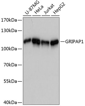 GRIPAP1 Antibody