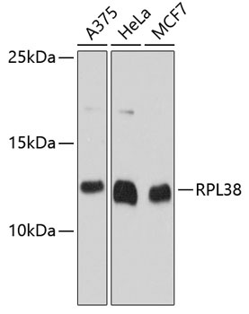 RPL38 Antibody