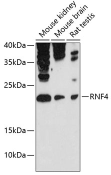 RNF4 Antibody