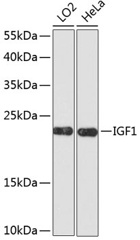IGF1 Antibody