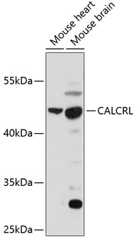 CALCRL Antibody