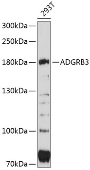 ADGRB3 Antibody