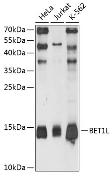 BET1L Antibody