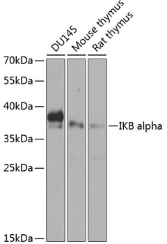 IKB alpha Antibody