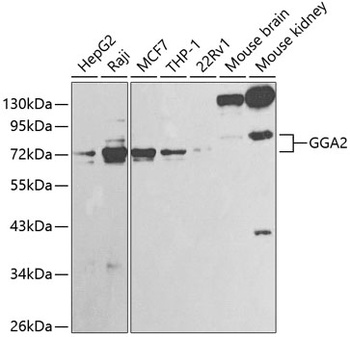 GGA2 Antibody