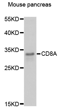 CD8A Antibody