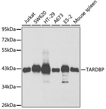 TARDBP Antibody