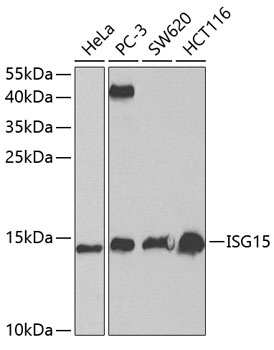 ISG15 Antibody