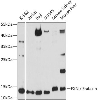 FXN / Frataxin Antibody