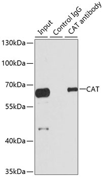 CAT Antibody