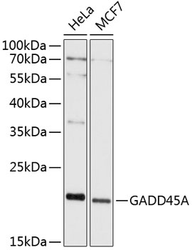 GADD45A Antibody