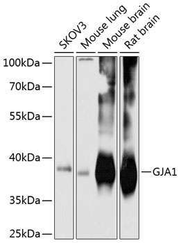 GJA1 Antibody