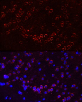 GJA1 Antibody