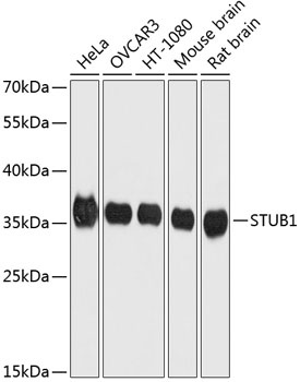 STUB1 Antibody