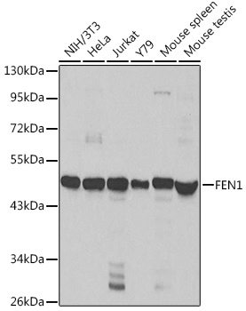 FEN1 Antibody