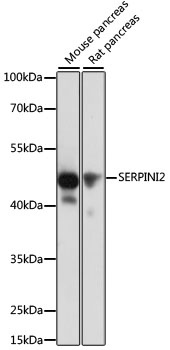 SERPINI2 Antibody