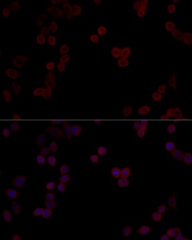 PPP5C Antibody