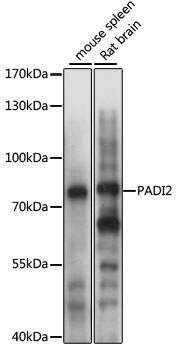 PADI2 Antibody
