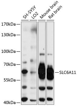 SLC6A11 Antibody