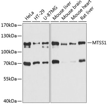 MTSS1 Antibody