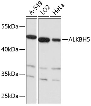 ALKBH5 Antibody