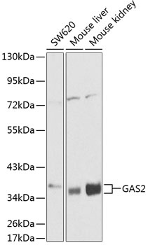 GAS2 Antibody