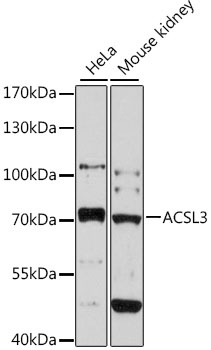 ACSL3 Antibody