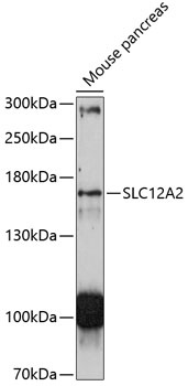 SLC12A2 Antibody
